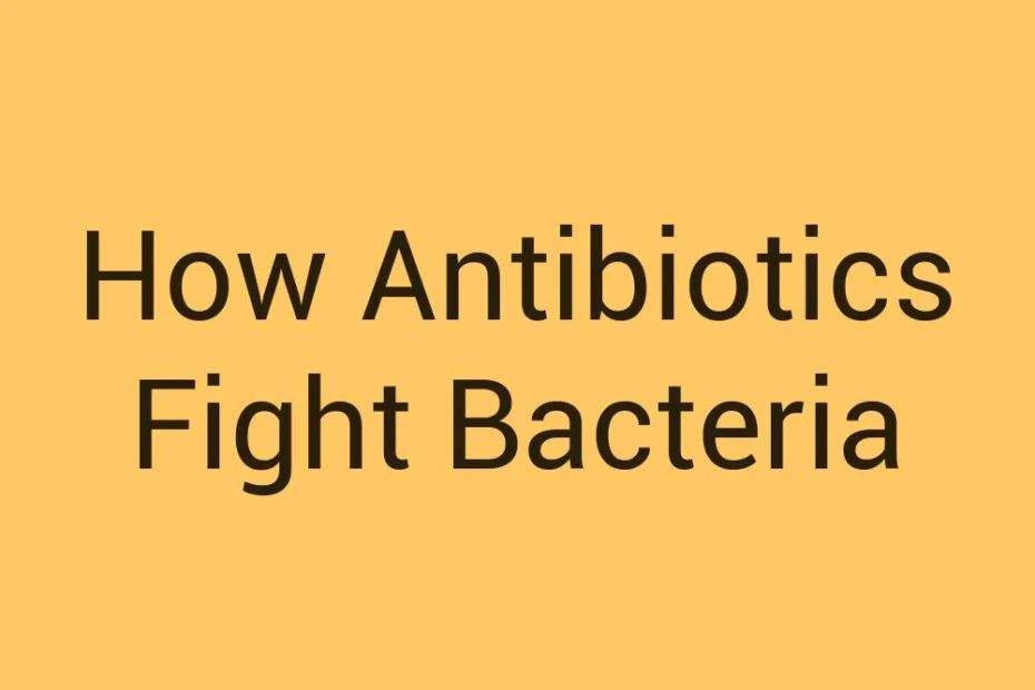 how-antibiotics-fight-bacteria