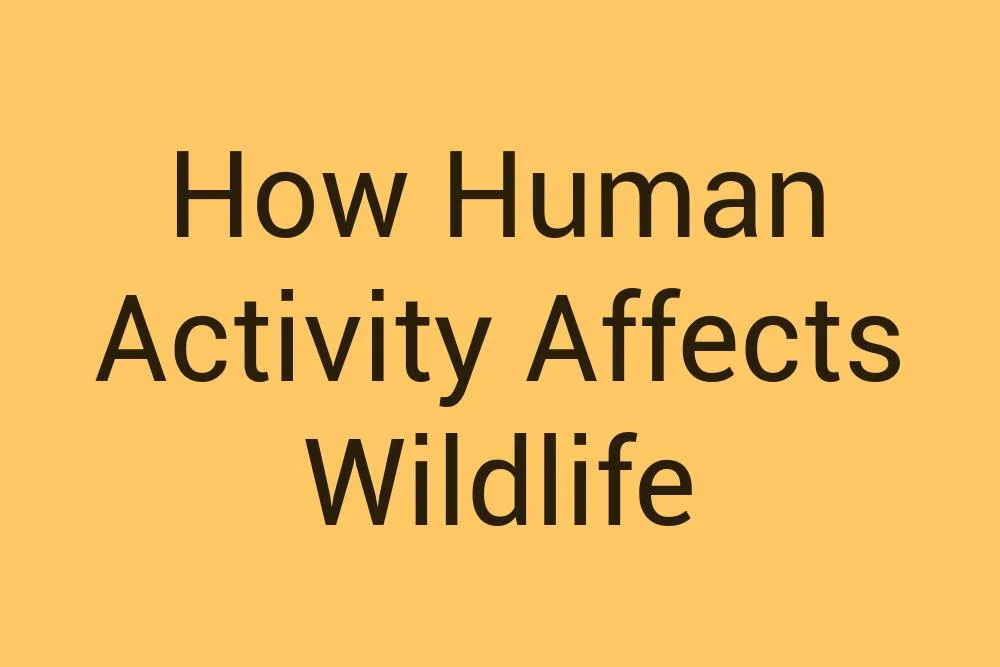 how-human-activity-affects-wildlife