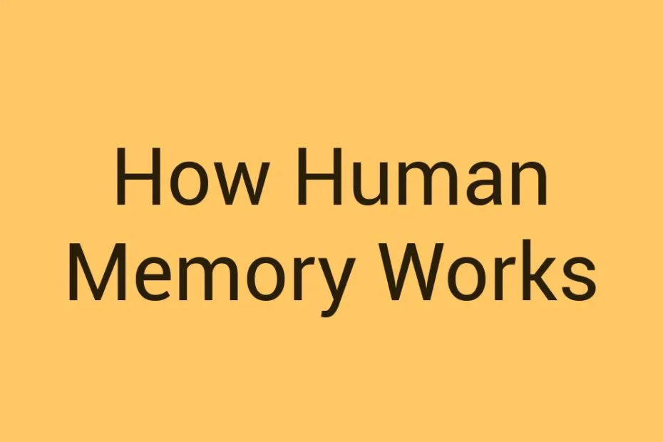 how-human-memory-works