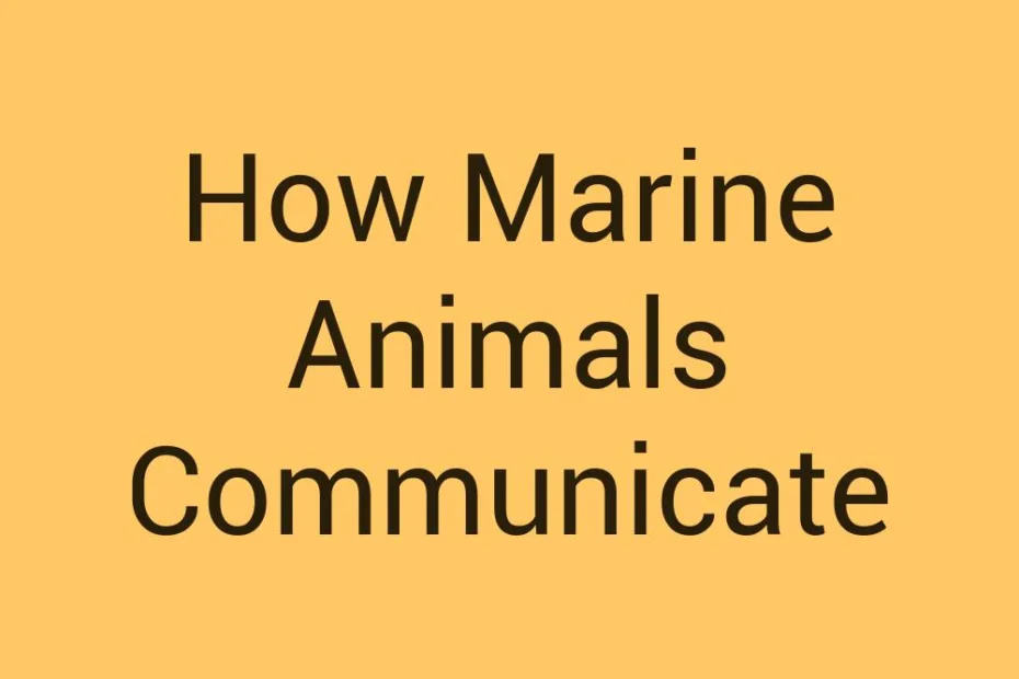how-marine-animals-communicate