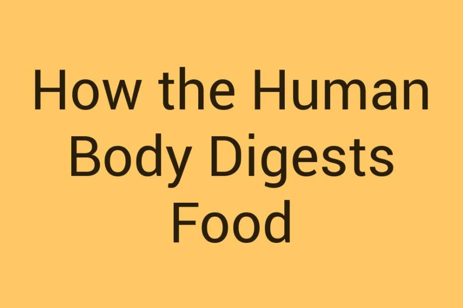 how-the-human-body-digests-food