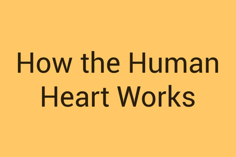 how-the-human-heart-works