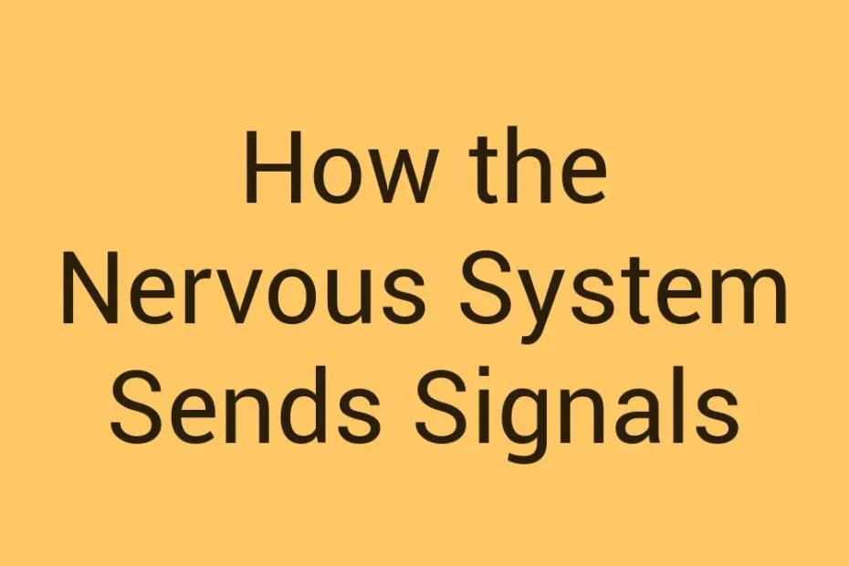 how-the-nervous-system-sends-signals