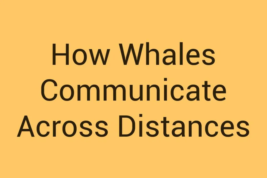 how-whales-communicate-across-distances