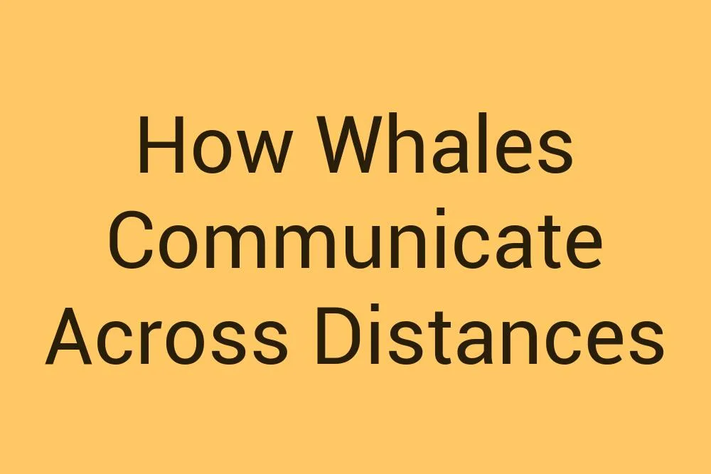 how-whales-communicate-across-distances