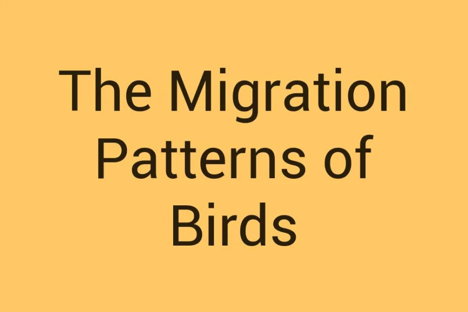 the-migration-patterns-of-birds