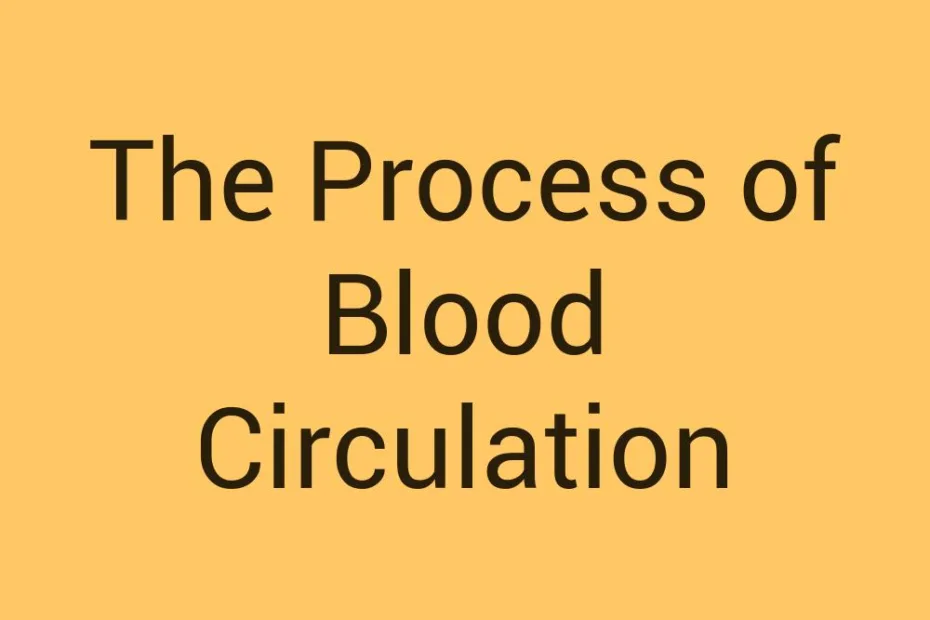 the-process-of-blood-circulation