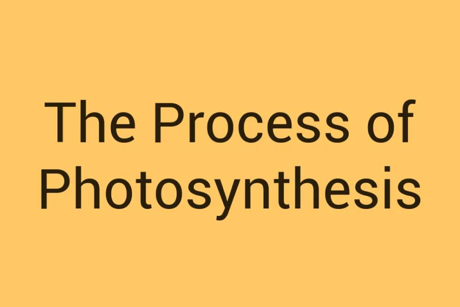 the-process-of-photosynthesis