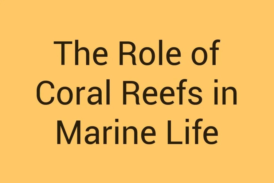 the-role-of-coral-reefs-in-marine-life