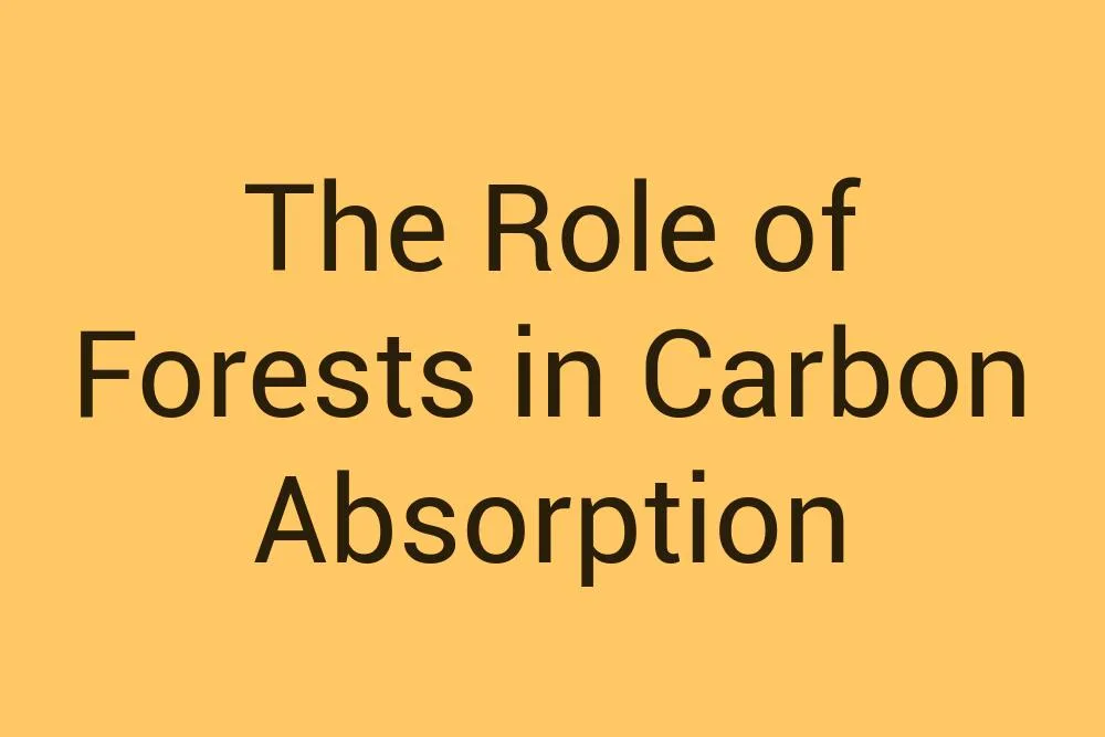 The Role of Forests in Carbon Absorption - Infysia